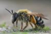 Andrena gravida